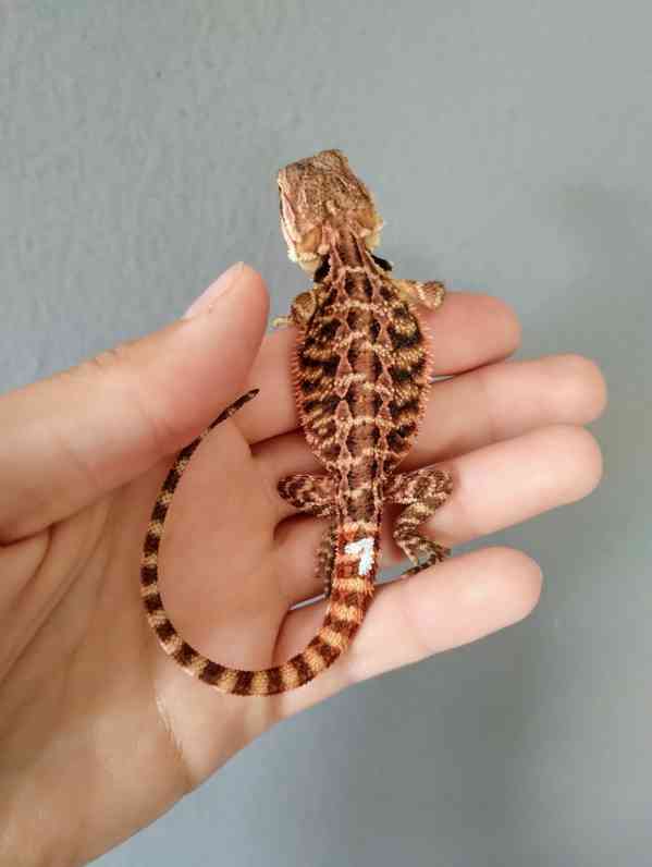 Agama vousatá  - foto 13