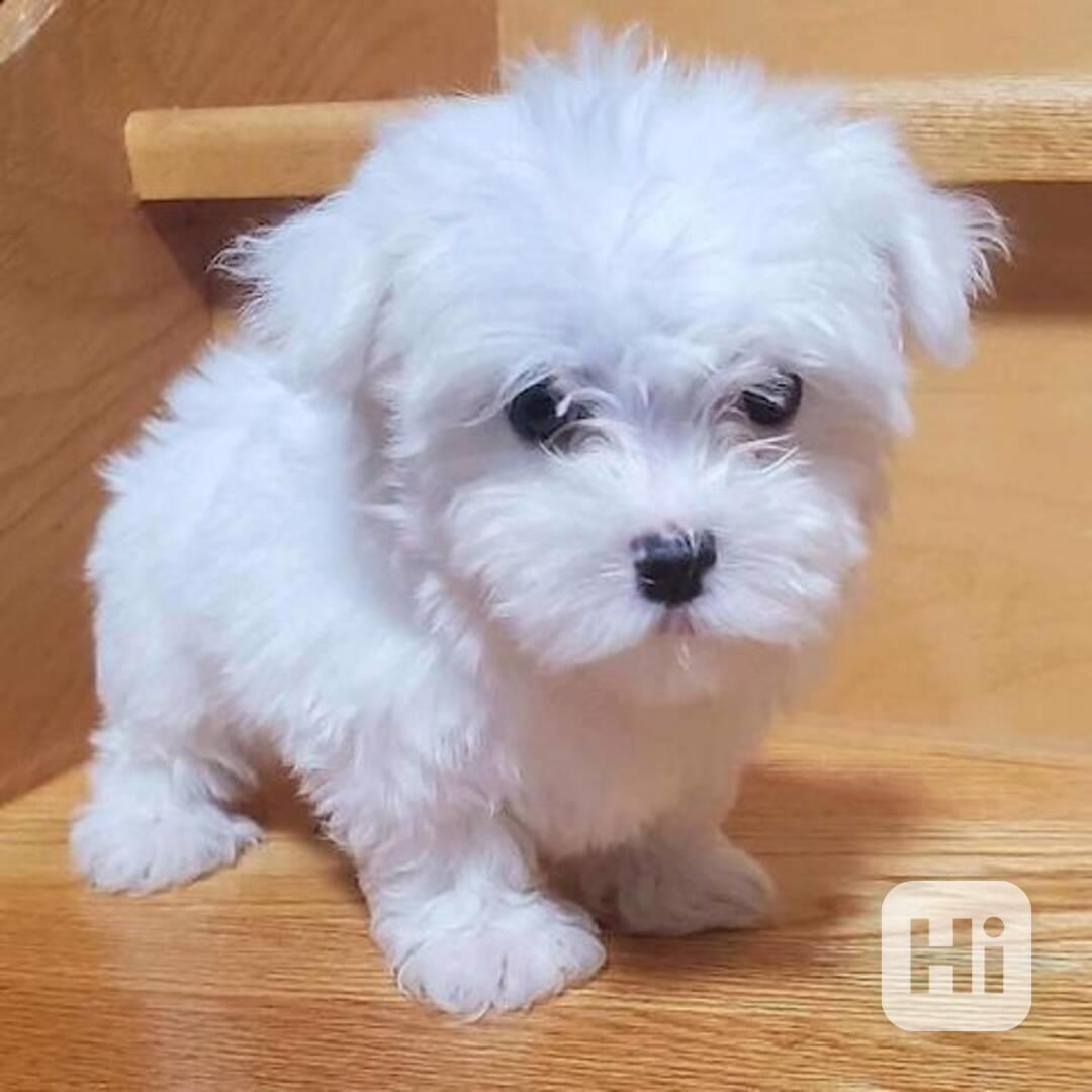 štěňátka maltézáka a fenky k adopci zdarma - foto 1