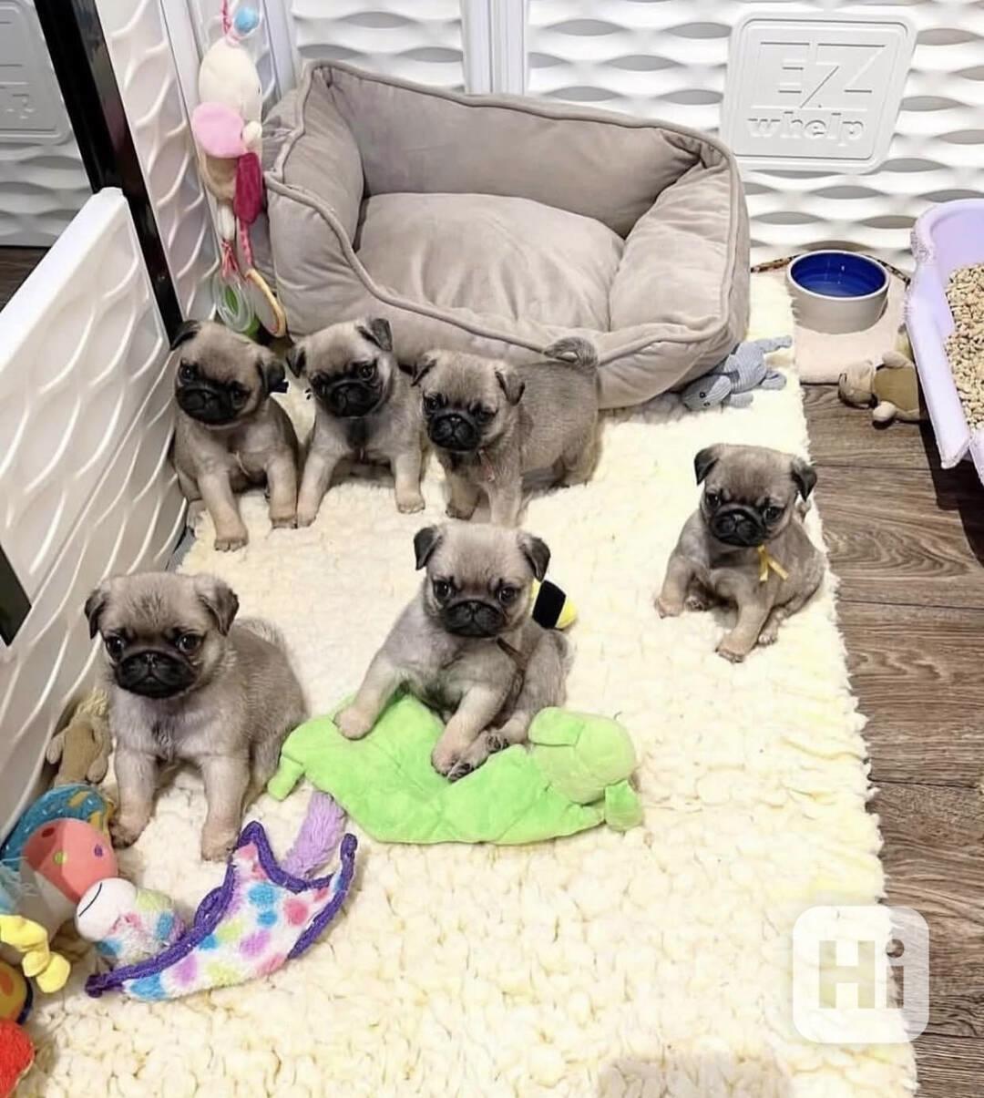 štěňata připravená k mopování - foto 1