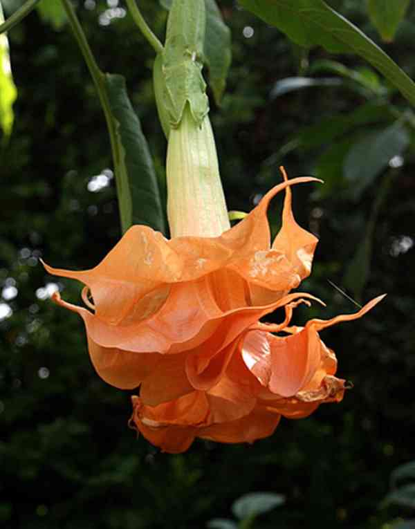 Řízek Brugmansia Angels Sunexplosion - Andělská trumpeta - foto 1