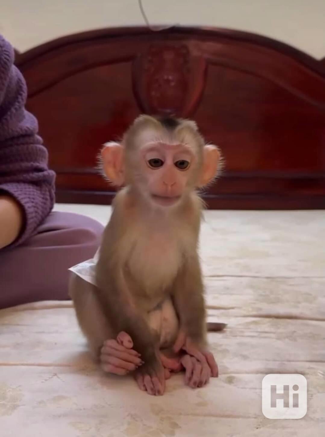 Rozkošná kapucínská opice na prodej 🐒💕 - foto 1