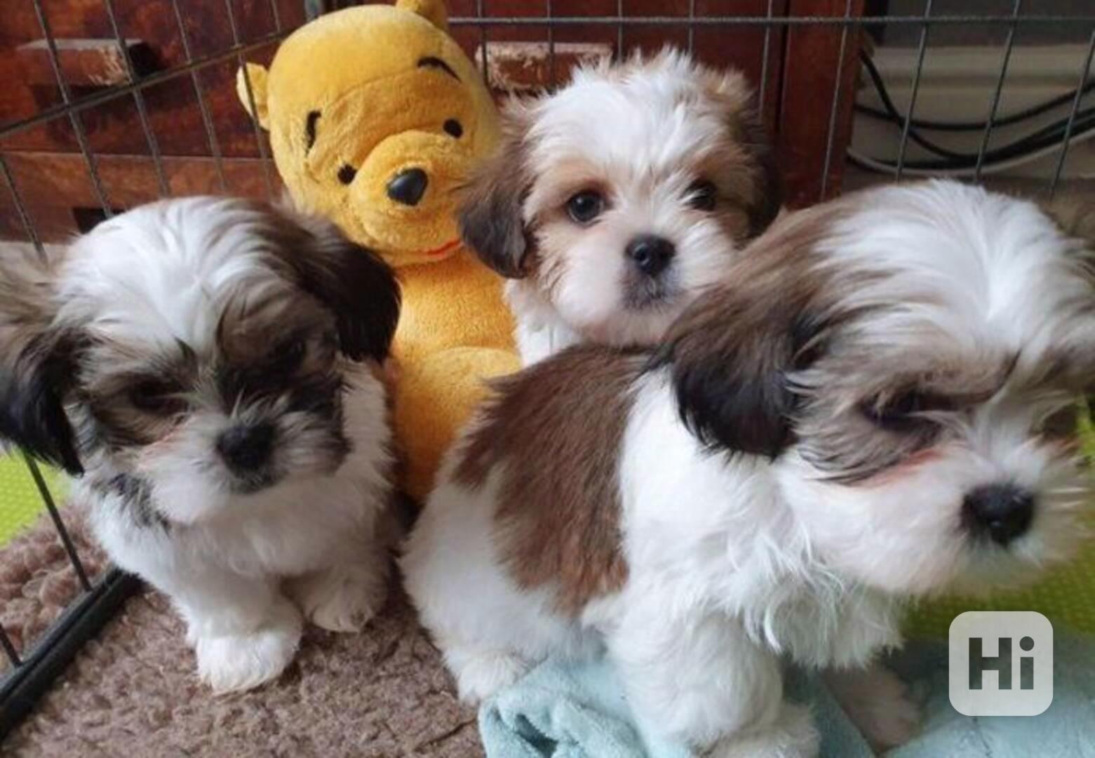 štěňátka shih tzu k adopci zdarma - foto 1
