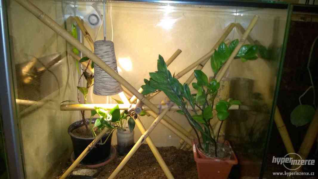 Felzuma madagaskarská - phelsuma madagascariensis grandis - foto 1