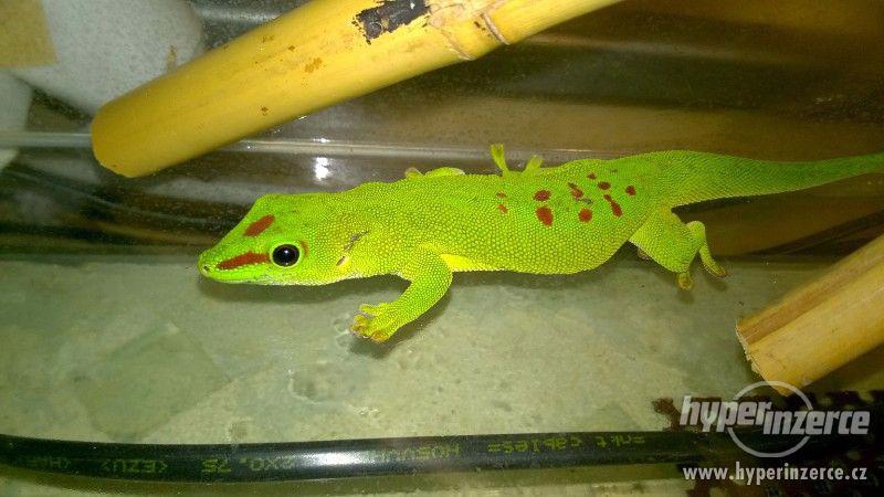 Felzuma madagaskarská - phelsuma madagascariensis grandis - foto 2