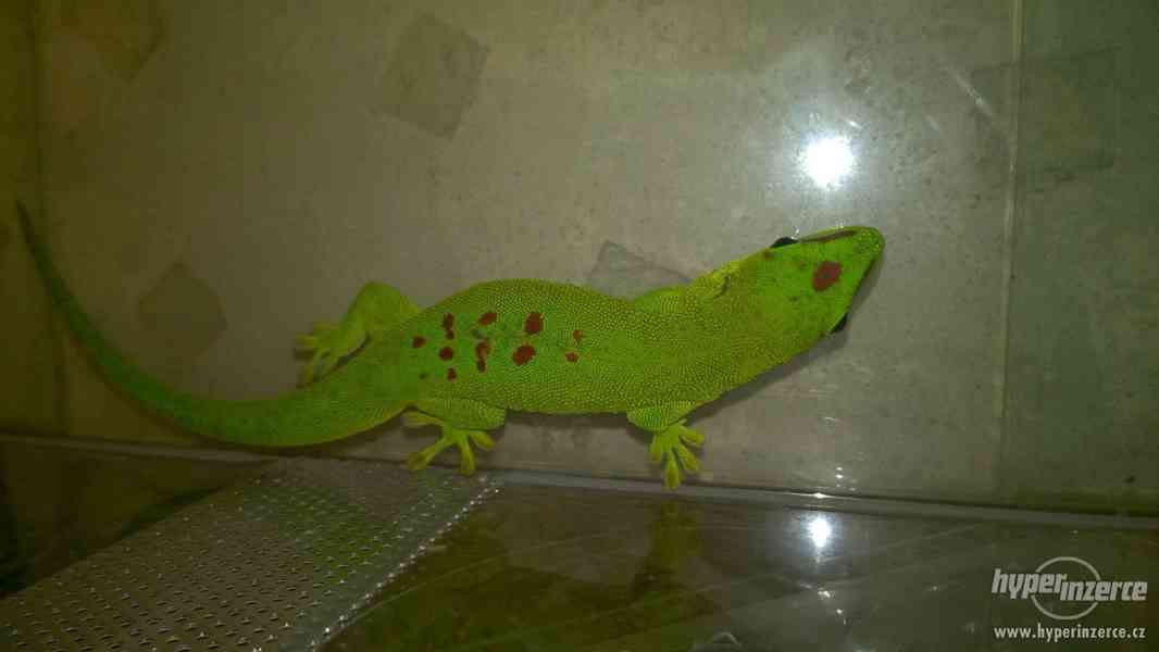 Felzuma madagaskarská - phelsuma madagascariensis grandis - foto 5