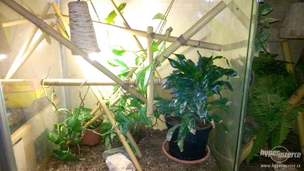 Felzuma madagaskarská - phelsuma madagascariensis grandis - foto 6