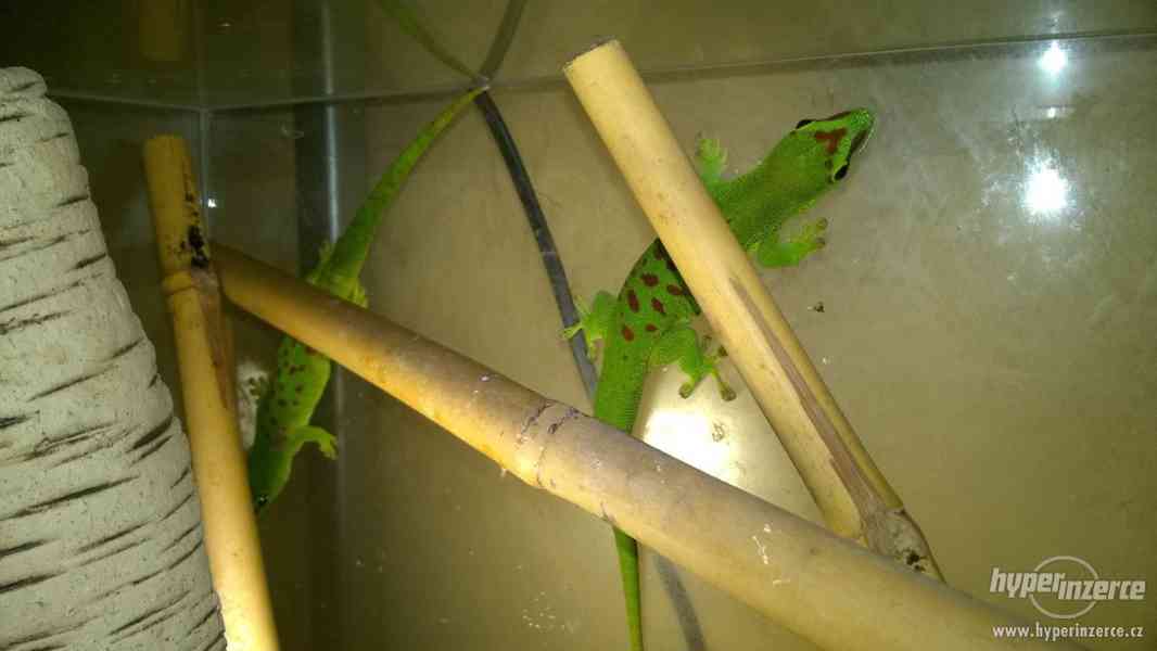 Felzuma madagaskarská - phelsuma madagascariensis grandis - foto 7