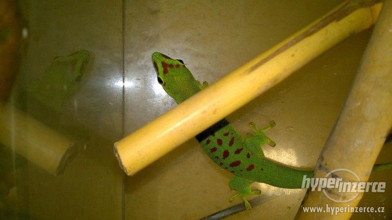 Felzuma madagaskarská - phelsuma madagascariensis grandis - foto 9