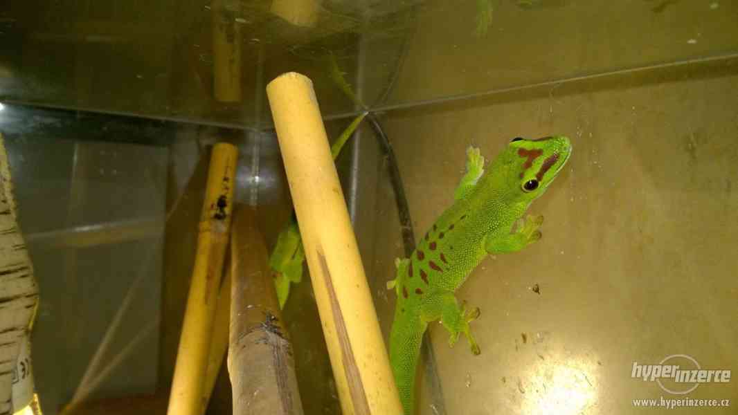 Felzuma madagaskarská - phelsuma madagascariensis grandis - foto 10