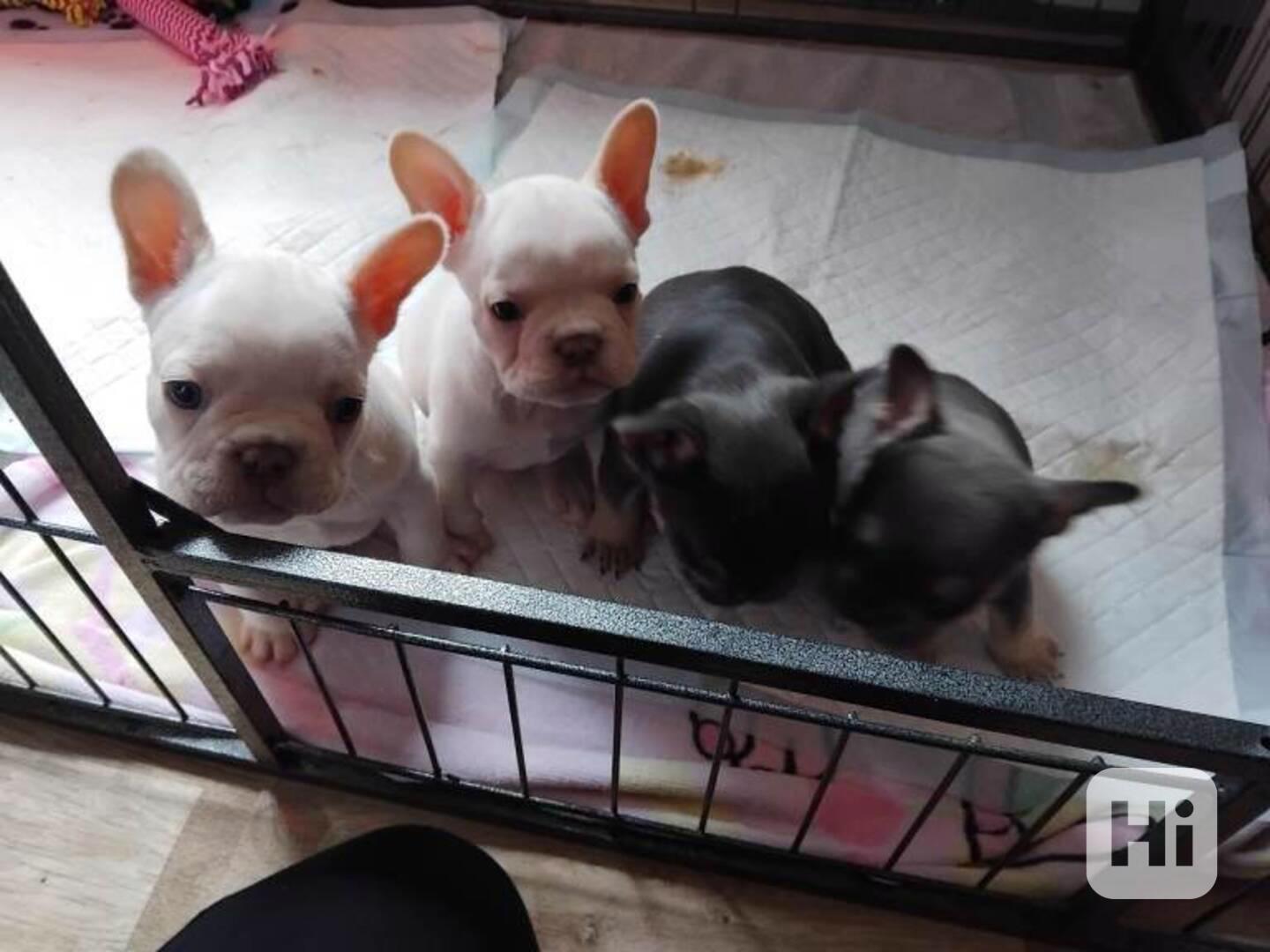 štěňátka francouzského buldočka - foto 1