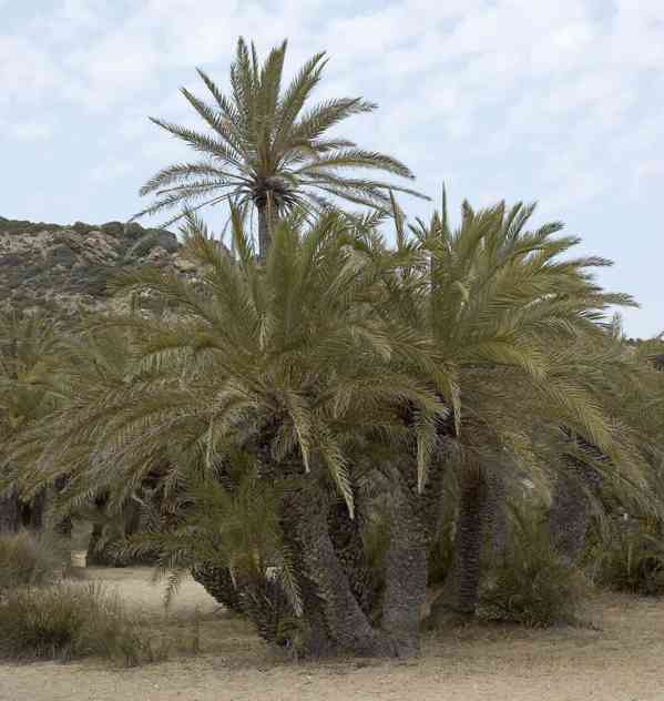Sazenice palma Phoenix theophrasti