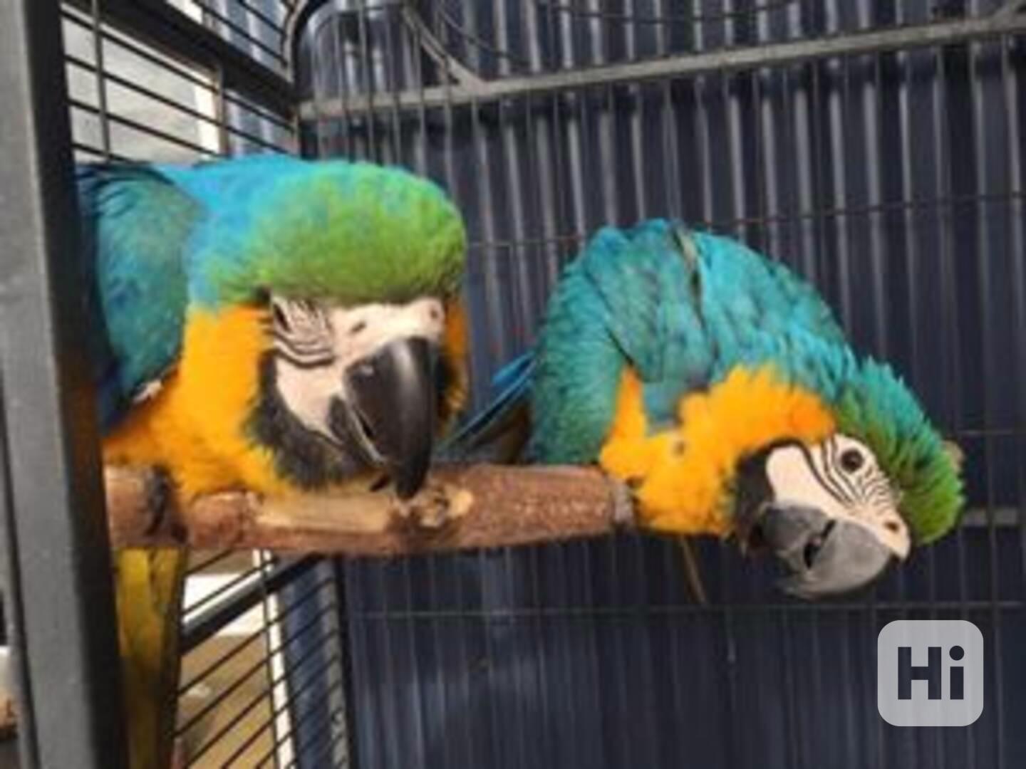 Dva modrozlatí arové k dispozici - foto 1