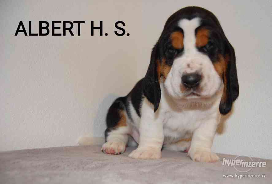 Krásne šteniatka Basset hound (baset) - foto 1