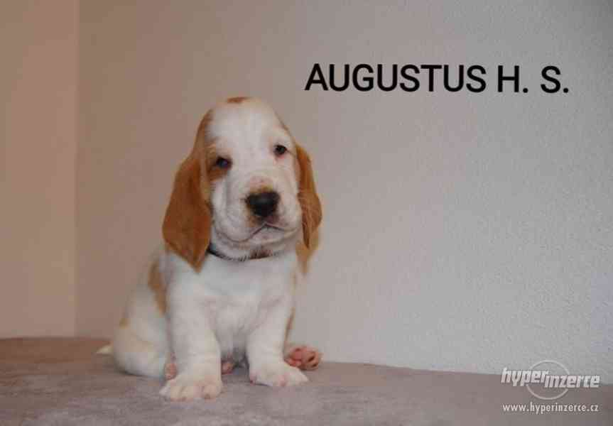 Krásne šteniatka Basset hound (baset) - foto 2
