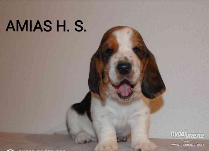Krásne šteniatka Basset hound (baset) - foto 5