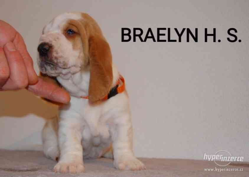 Krásne šteniatka Basset hound (baset) - foto 8