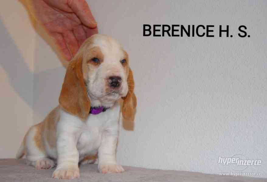 Krásne šteniatka Basset hound (baset) - foto 9