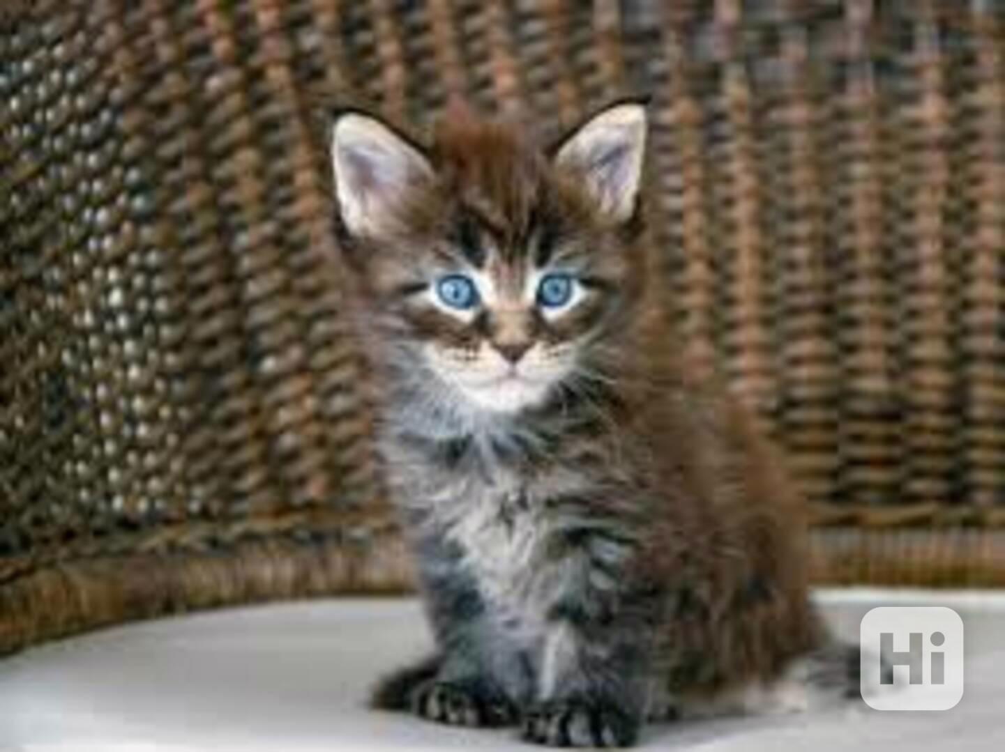 přátelská mainská mývalí koťata  k adopci - foto 1