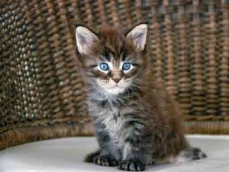 přátelská mainská mývalí koťata  k adopci