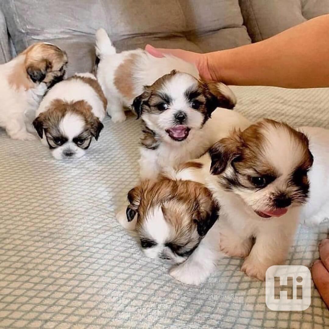 Krásná štěňátka Shih Tzu připravená na svůj trvalý domov!* - foto 1
