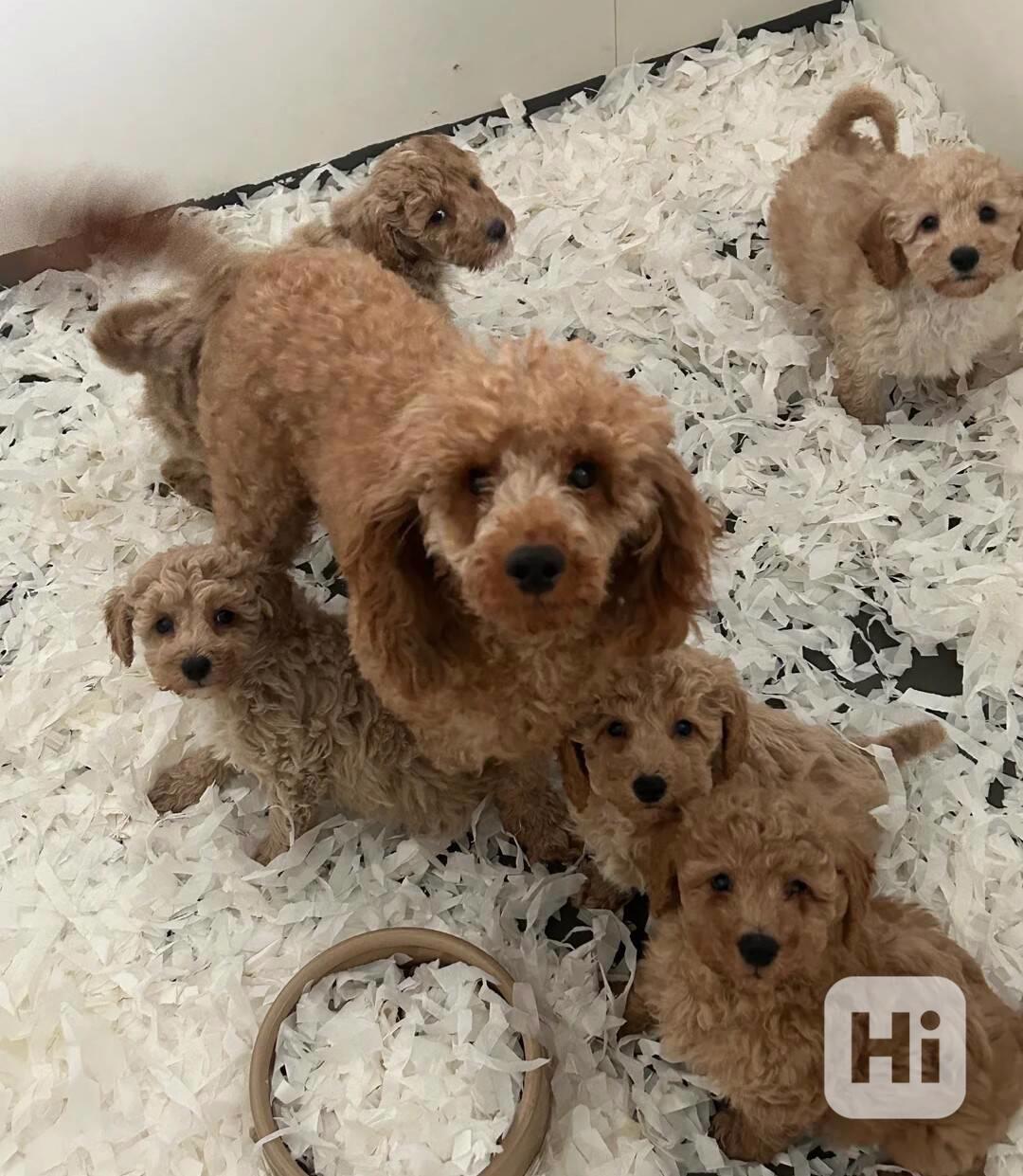 Stunning toy poodle puppies - foto 1