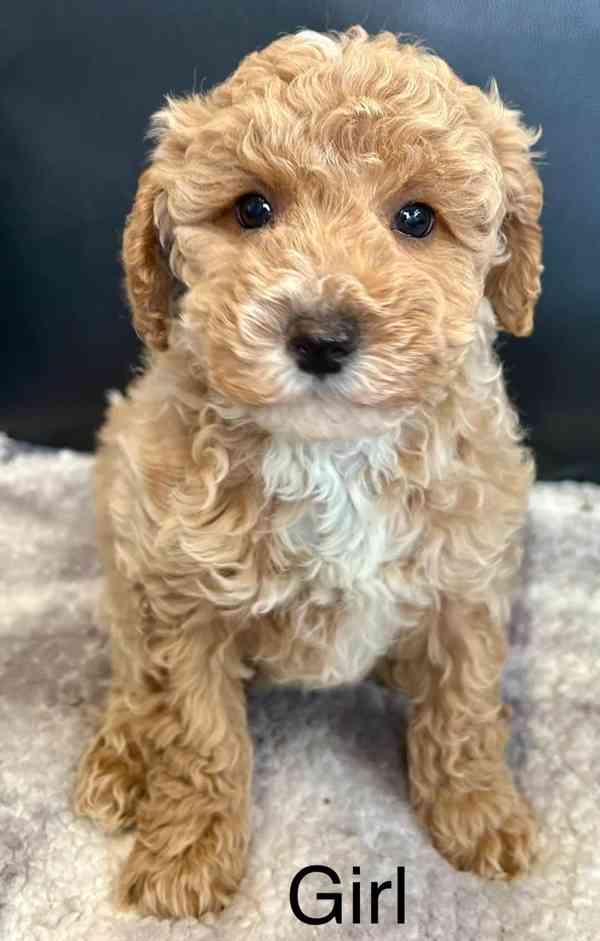 Stunning toy poodle puppies - foto 3
