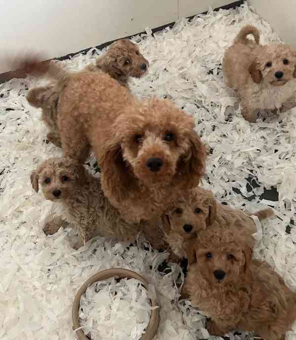 Stunning toy poodle puppies - foto 1
