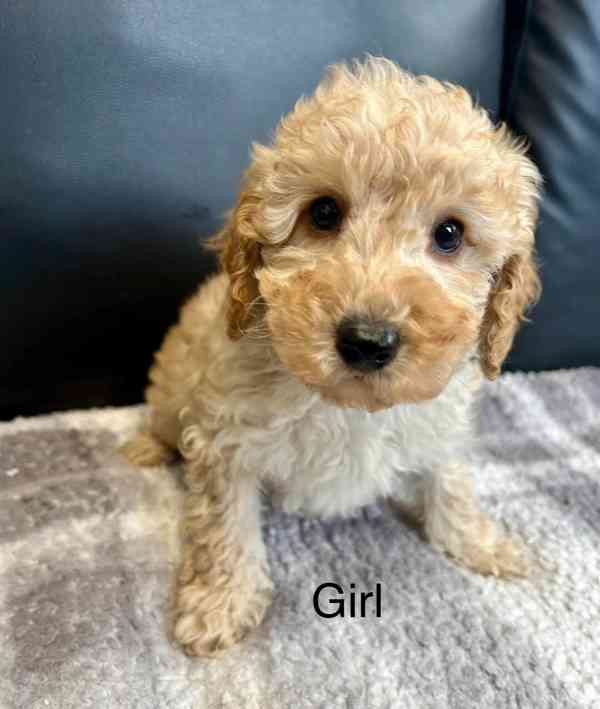 Stunning toy poodle puppies - foto 2