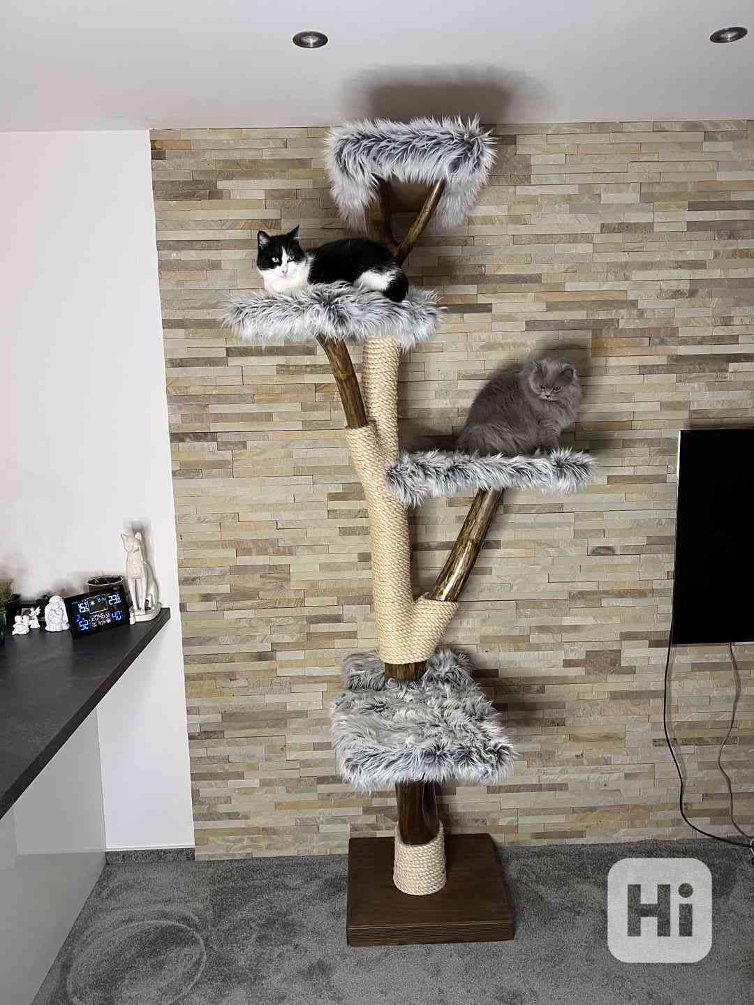 Kočičí strom vysoký  - foto 1