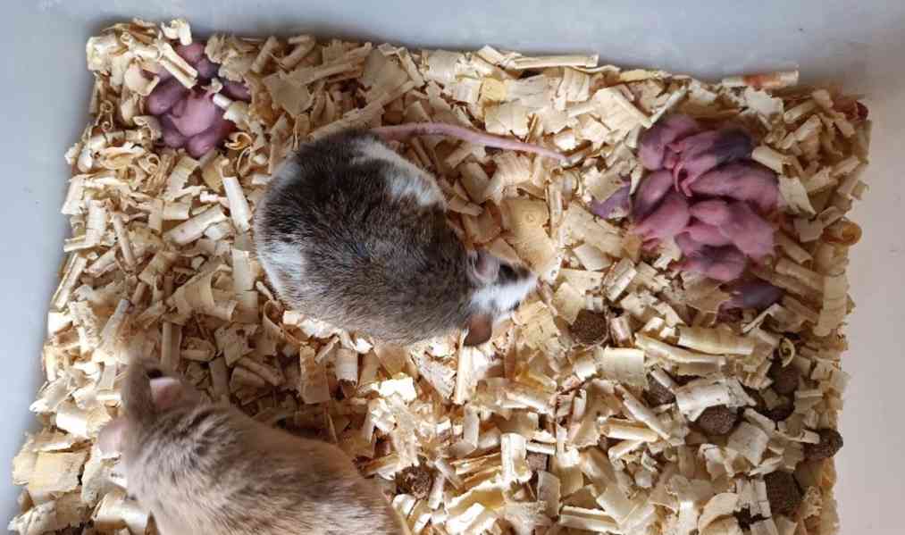 Mastomyši /krysa malá/ - foto 3