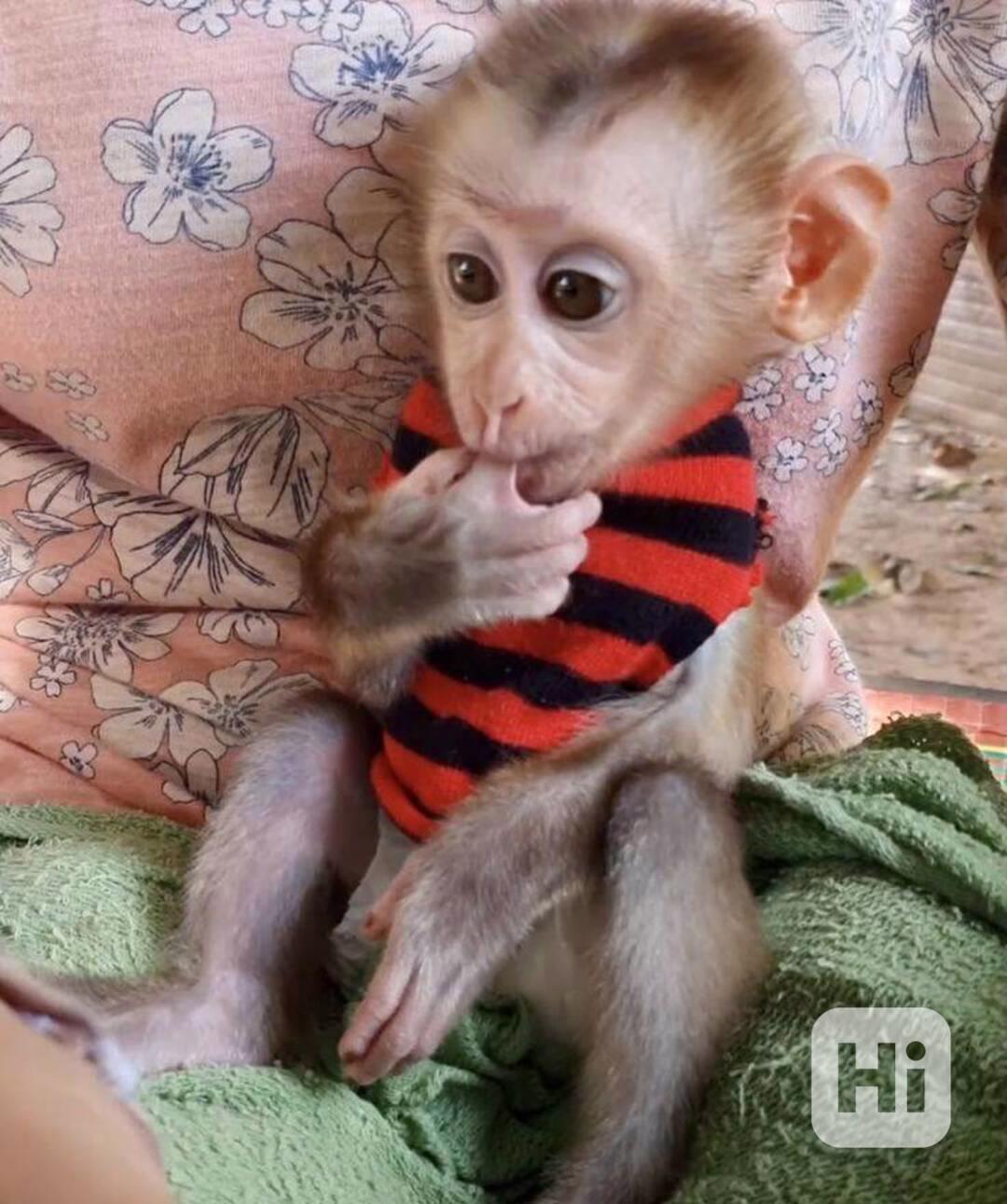 Zdarma  miminko kapucínské opice k adopci zdarma nyní   - foto 1
