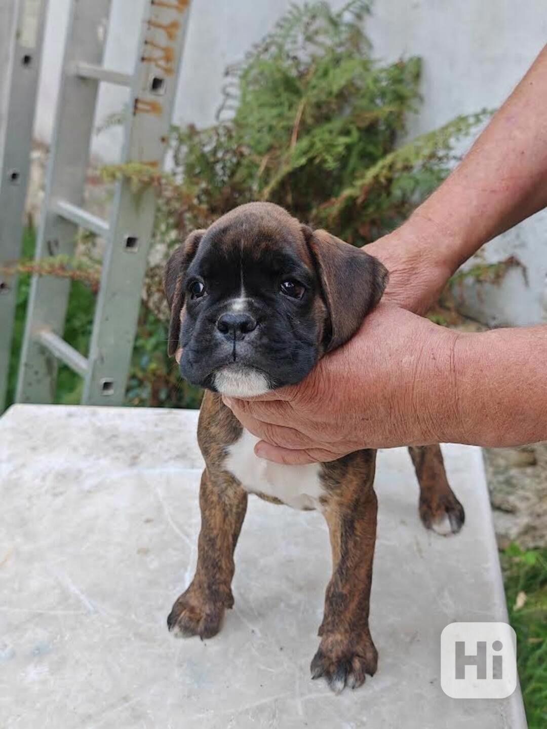 Štěňata německých boxerů - foto 1