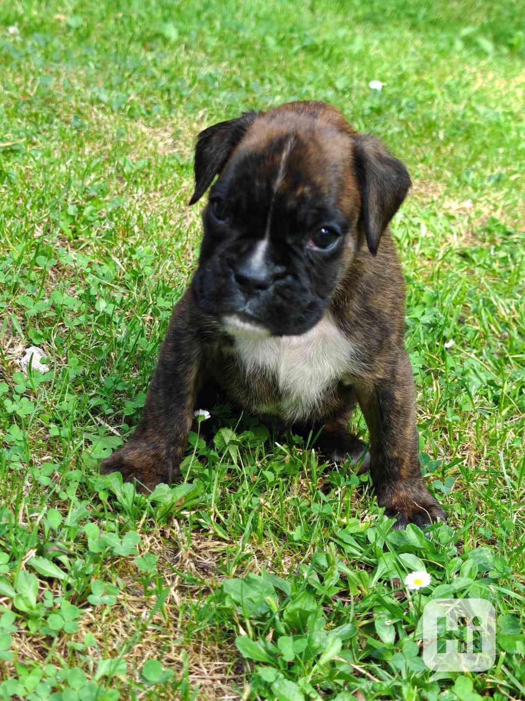 Štěňata německých boxerů - foto 1