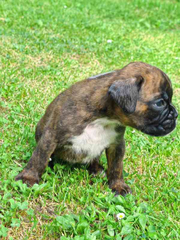 Štěňata německých boxerů - foto 4