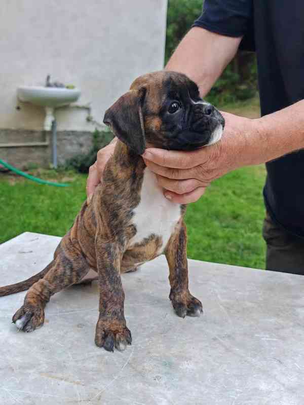 Štěňata německých boxerů - foto 2