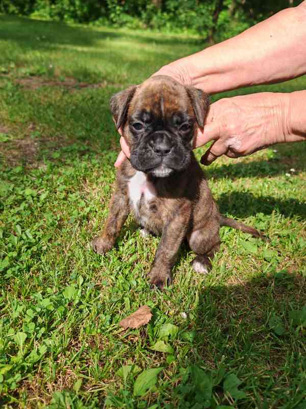 Štěňata německých boxerů - foto 2