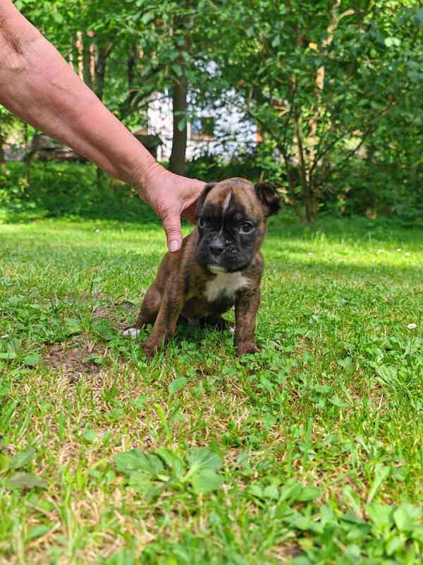 Štěňata německých boxerů - foto 8