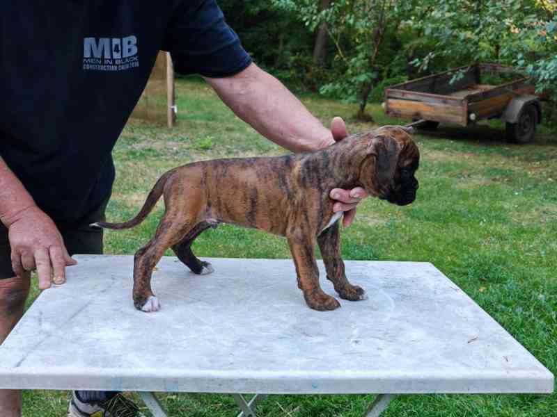 Štěňata německých boxerů - foto 4