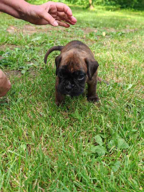 Štěňata německých boxerů - foto 6