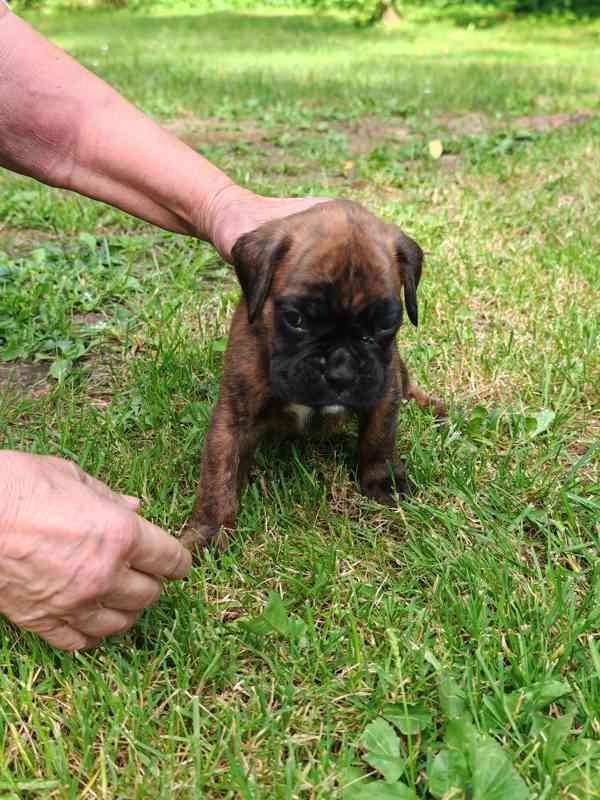 Štěňata německých boxerů - foto 5