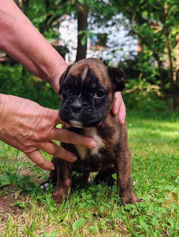 Štěňata německých boxerů - foto 7