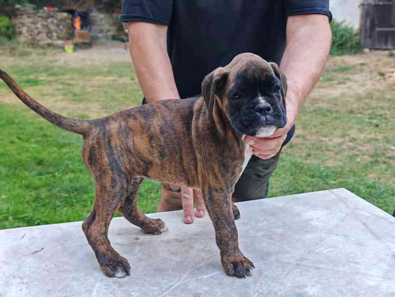 Štěňata německých boxerů - foto 3