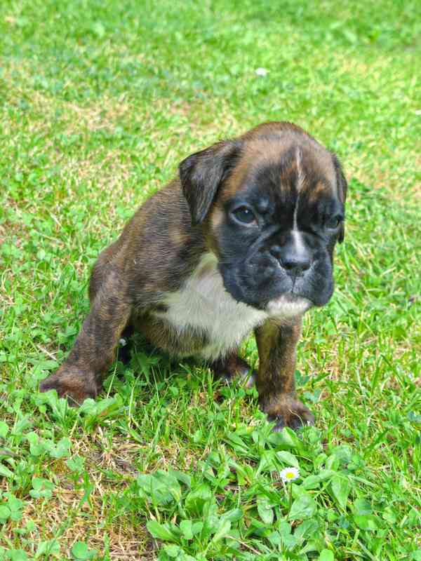 Štěňata německých boxerů - foto 3
