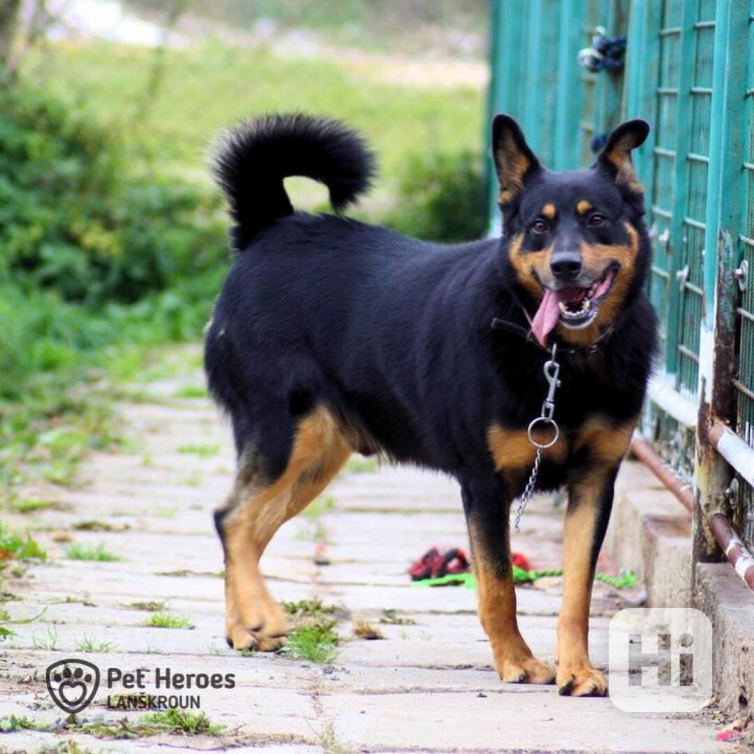 Míša - nejlepší hlídač na světě - foto 1