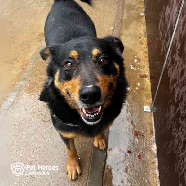 Míša - nejlepší hlídač na světě - foto 3