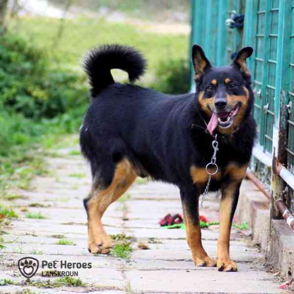 Míša - nejlepší hlídač na světě - foto 1