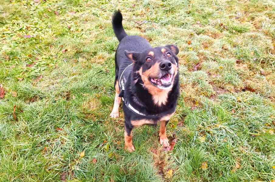 Míša - nejlepší hlídač na světě - foto 2