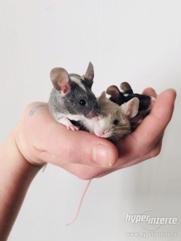 Barevné kudrnaté a krátkosrtsté myšky - foto 1