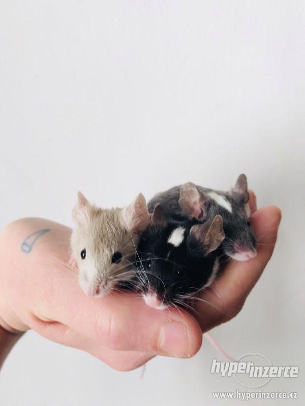 Barevné kudrnaté a krátkosrtsté myšky - foto 2