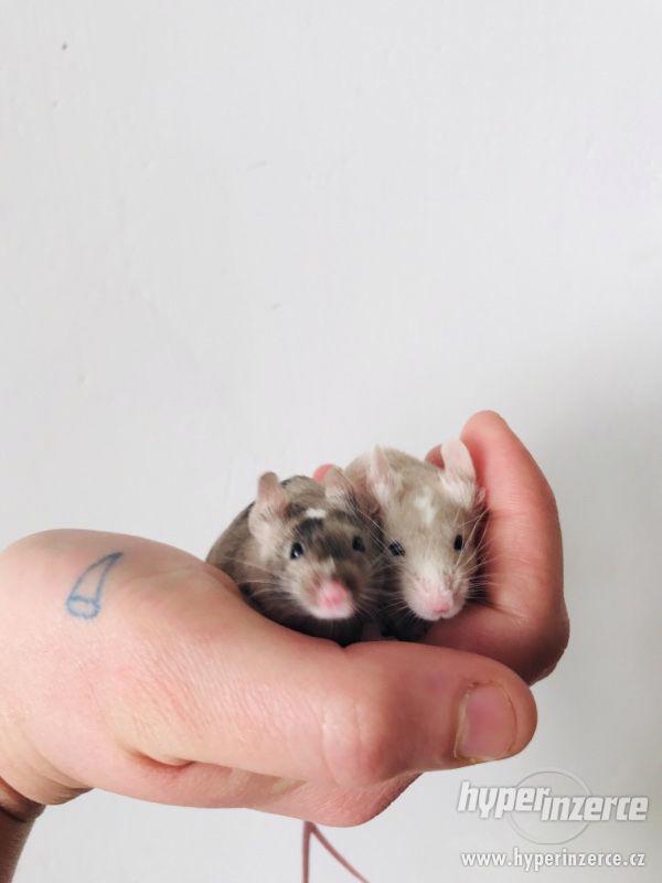 Barevné kudrnaté a krátkosrtsté myšky - foto 3